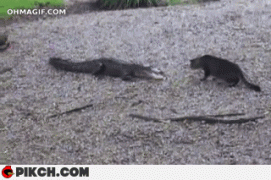 крокодил и кот.gif