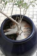 кот в горшке.jpg