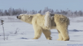 медведь.gif