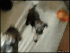три щенка.gif