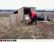 баран.gif