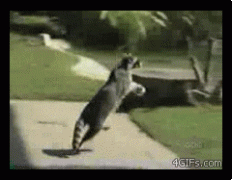 енот1.gif