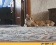 кот испугался1.gif