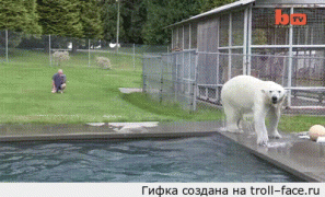 белый медведь.gif