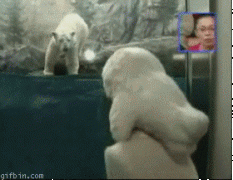 белый медведь1.gif
