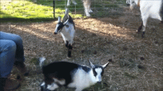 козы.gif