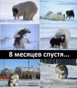 щенок.jpg