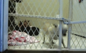 побег.gif