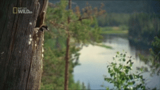 утенок1.gif