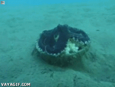 осьминог1.gif