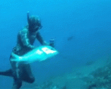 рыба3.gif