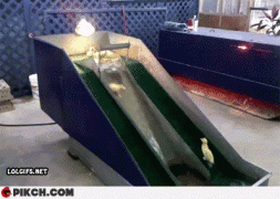 утята1.gif
