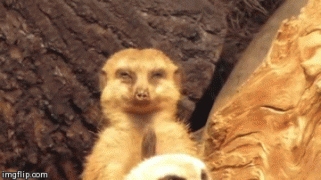 сон1.gif