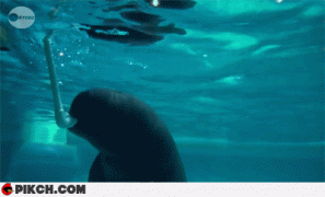 дельфины.gif