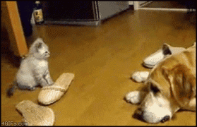 котенок прыгает.gif