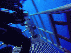 акула3.gif