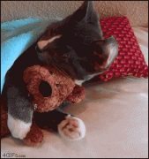кот12.gif