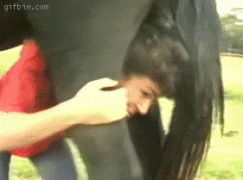 лошадь.gif