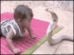 кобра1.gif