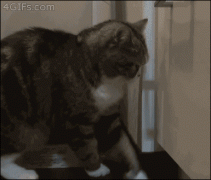 кот в ящике.gif