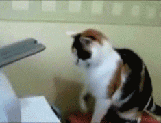 принтер.gif