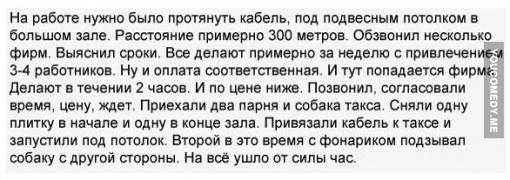такса.jpg