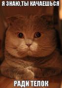 кач ради телок.jpg