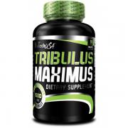 Tribulus_Maximus.jpg