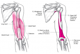 triceps_brachii1350363591378.png