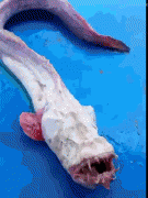 1460598330138730074.gif