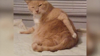 гифки-котэ-3001905.gif