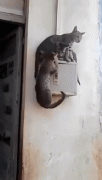ezgif.com-video-to-gif.gif