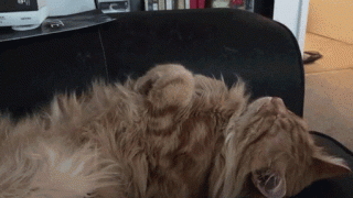 котэ-гифки-сон-3047865.gif