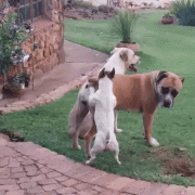 gif-14042016-011.gif
