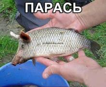 парась.jpg