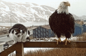 doc242907611_437394451.gif