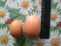 Золотые яйца.jpg