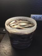 IMG_8206.jpg
