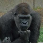 post-130395-0-20412600-1555420555 (1).jpg