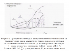 модель рекрутирования .png