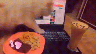 гифки-котэ-ноутбук-7313006.gif