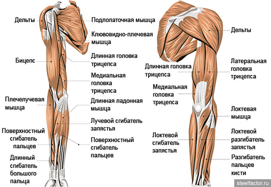 Схема плеча и предплечья