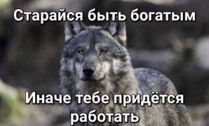 Приколы-для-даунов-разное-мудрость-волка-работа-8409404.jpeg
