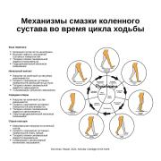 mehanizmy-smazki-kolennogo-sustava-vo-vremja-cikla-hodby.jpeg