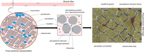 Roberts 2020 - Sarcoplasmic hypertrophy_01.jpg