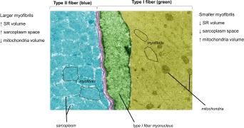 Roberts 2020 - Sarcoplasmic hypertrophy_02.jpg