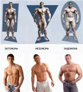 1709068952_sport-photosota-club-p-endomorf-v-sporte-2.jpg