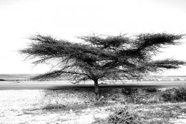 tree.jpg