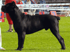Сокол_2006_2007_072.gif