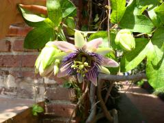 DSC00149.jpg